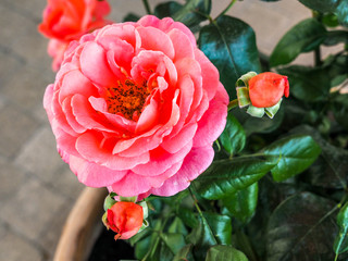 Close up of beautiful pink rose on bush with green leaves.