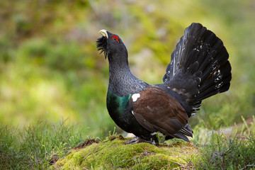 Aggressive western capercaillie, tetrao urogallus, male displaying with open tail feathers in green spring forest with moss. Majestic wood grouse lekking in courting season in woodland.