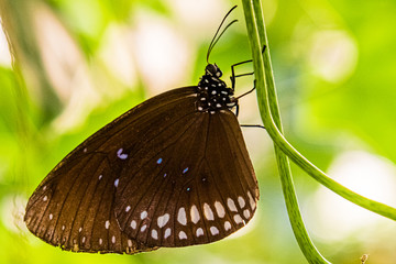 Tropischer Schmetterling am Blattstengel