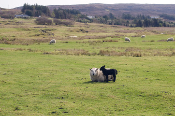 Sheep in the scotisch landscape