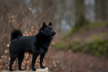 portrait of a black dog