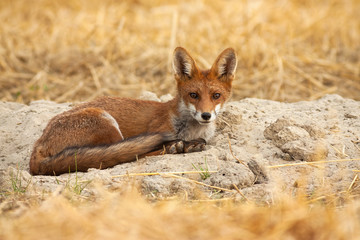 Beautiful young red fox, vulpes vulpes, lying on the ground and listening attentively. Adorable wild animal with orange fur and fluffy tail near its den. Mammal in nature from side view.