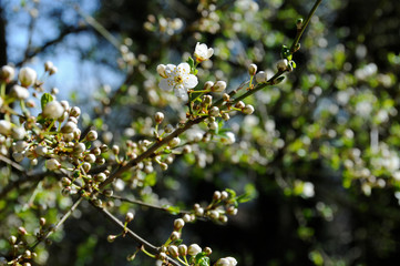 Weißdornblüte