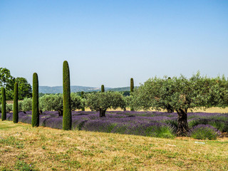 Symmetrical rows of lavender and lavandin blooming in the fields of Provence.