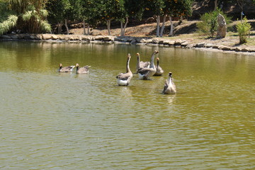 Beautiful geese swimming on the small lake in Crete Island in Greece. 