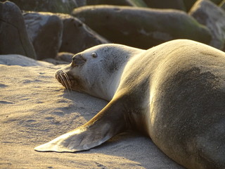 Naklejka premium Sea lion in La Jolla