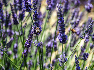 Bees swarming around lavender flowers in Provence fields