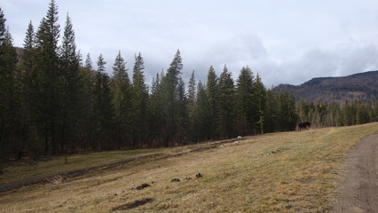 taiga