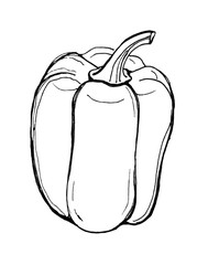 Paprika isolated, Sweet bell pepper on white background. Black and white. Linear. Fresh organic food. Vegetable. For logo, menu, icon, farmers market, packing.
