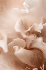 Abstract blurred floral background. Rose petals close-up. Color peach gelato.