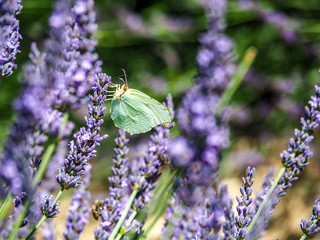 Close up of bright green butterfly on a lavender stalk in lavender fields of Provence, France.