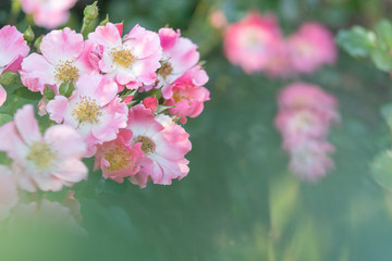 Hintergrund mit Blumen kleine Rosen 