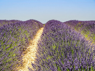 Symmetrical rows of lavender and lavandin blooming in the fields of Provence.