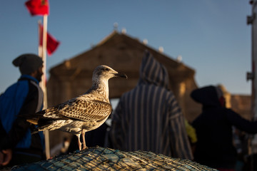 Seagulls of the Essaouira at sunrise with people in background. Morocco