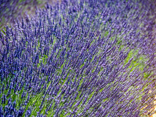Bees swarming around lavender flowers in Provence fields