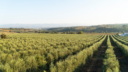 Fototapeta na wymiar olive trees and natural background beautiful green scenery of olive farm