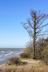 Fototapeta na wymiar one leafless tree in winter by the sea