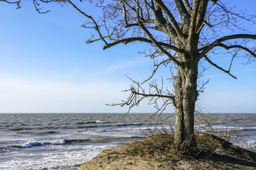 one leafless tree in winter by the sea