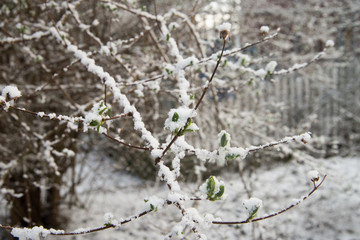 spring green buds and leaves covered with snow