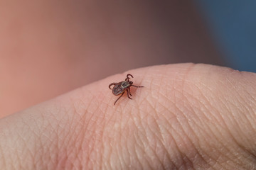 dangerous insect mite crawls on human skin causing various infectious disease
