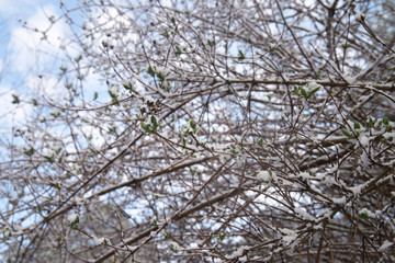 Fototapeta na wymiar spring green buds and leaves covered with snow