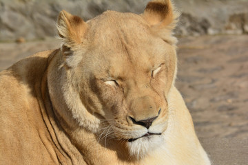 Big, healthy lioness taking afternoon nap