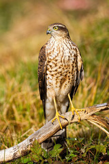 Female eurasian sparrowhawk, accipiter nisus, sitting on bough in summer nature. Wild bird with white and brown chest and yellow legs with claws from front view.