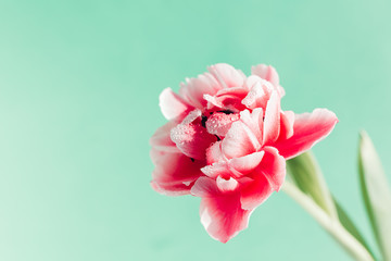 Beautiful tulip flower on a turquoise background