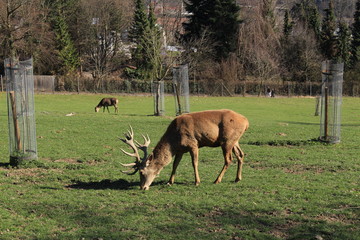 Naklejka na ściany i meble A deer grazing on the Austrian Alp mountains in Feldkirch, Vorarberg, Austria.