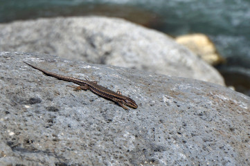 lizard on rock