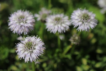 kulnik sercolistny globularia cordifolia © Perovskia