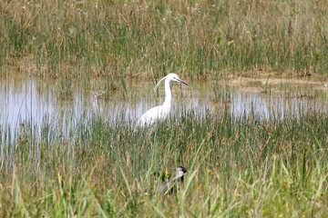 egret on grass