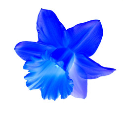Abstract Blue Isolated Daffodil Flower Head