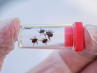 hand in gloves holding small dangerous insects ticks caught in a test tube for research in the laboratory to detect the disease - obrazy, fototapety, plakaty