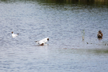 bird on the lake