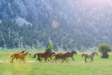 galloping wild horses in nature