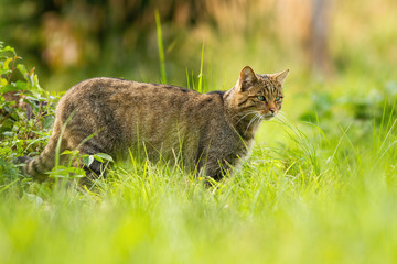 Focused european wildcat, felis silvestris, on a hunt looking for prey in summer. Shy predator looking away in green nature from side view. Full body of mammal outdoors. © WildMedia