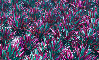 Colorfulin vibrant gradient holographic colors floral natural background with blur and depth of field of tradescantia spathacea or Boat or Oyster lily plant