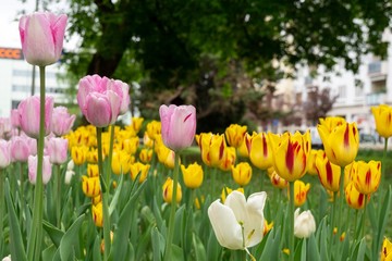 Obraz premium Tulip flowers and other spring flowers in grass in garden.