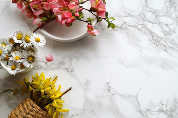 Daisy, Michaelmas daisy, cherry blossom on marble background