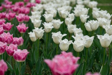 Fototapeta premium Tulip flowers and other spring flowers in grass in garden.