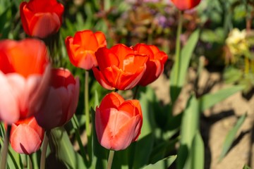 Obraz na płótnie Canvas Tulip flowers and other spring flowers in grass in garden.