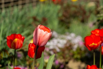 Obraz premium Tulip flowers and other spring flowers in grass in garden.