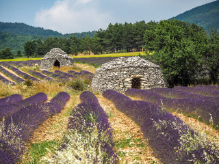 Borie dry stone huts in lavender fields of Provence.