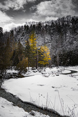 snowy river in forest
