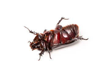 Beetles in nature ,Rhino beetle (Dynastinae) isolated on white background stock photo
