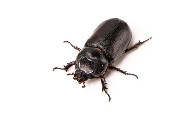 Beetles in nature ,Rhino beetle (Dynastinae) isolated on white background stock photo