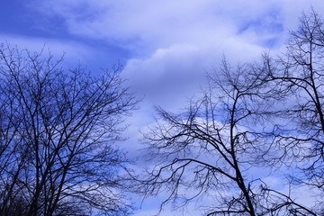tree in the blue sky