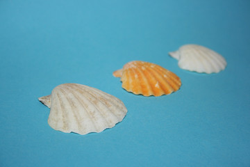 the sea shells on the blue background