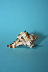 the sea shells on the blue background